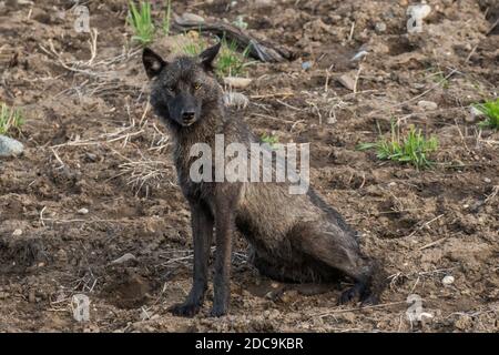 Un loup femelle de l'année du Junction Butte Pack à Yellowstone Parc national Banque D'Images