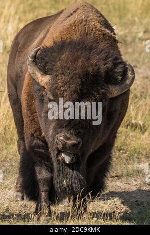 Les bisons de taureau qui orne pendant la rut pour intimider les taureaux rivaux dans le parc national de Yellowstone. Banque D'Images