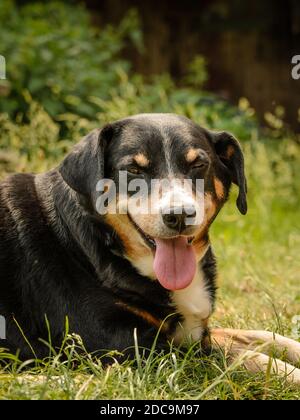 face de l'appenzeller sennenhund, qui repose dans l'herbe et regarde dans la caméra Banque D'Images