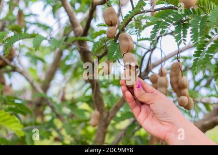 Récolte de fruits Tamarind à Nueva Ecija, Philippines Banque D'Images