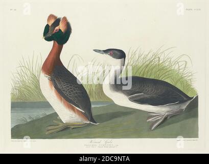 Robert Havell, Jr., (artiste), américain, né en Angleterre, 1793 - 1878, John James Audubon, (artiste d'après), américain, 1785 - 1851, Horned Grebe, The Birds of America: Plaque CCLIX, (série), 1835, gravure en couleur main et aquatint sur papier vélin Whatman Banque D'Images