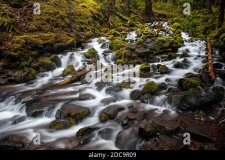 WA17900-00..... WASHINGTON - ruisseau dans la vallée du sol Duc du Parc National Olympique. Banque D'Images