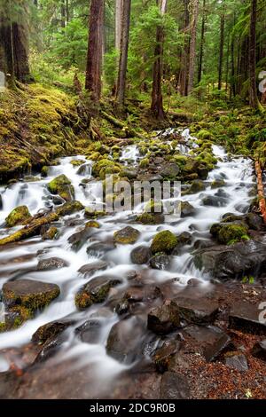 WA17901-00..... WASHINGTON - ruisseau dans la vallée du sol Duc du Parc National Olympique. Banque D'Images