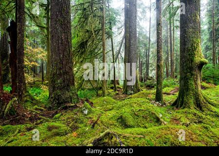 WA17903-00....WASHINGTON - Forêt tropicale le long du sentier des Ancient Groves dans la vallée du sol Duc du Parc National Olympique. Banque D'Images