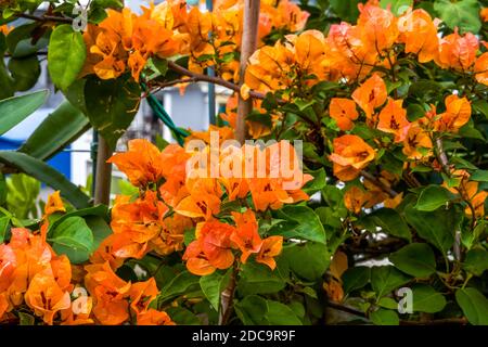 Fleurs de Bougainvilliers multicolores, fleurs colorées Banque D'Images