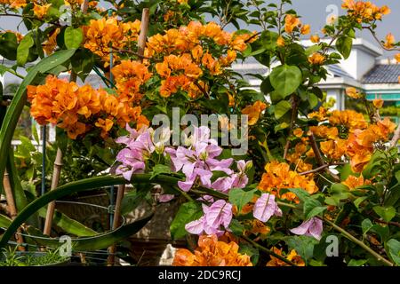Fleurs de Bougainvilliers multicolores, fleurs colorées Banque D'Images