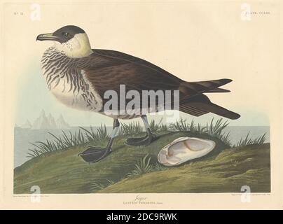 Robert Havell, Jr., (artiste), américain, né en Angleterre, 1793 - 1878, John James Audubon, (artiste d'après), américain, 1785 - 1851, Jager, les oiseaux d'Amérique: Plaque CCLIII, (série), 1835, gravure de couleur main et aquatint sur papier vélin Whatman Banque D'Images