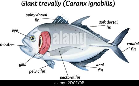 Science anatomie interne de l'illustration du poisson Illustration de Vecteur