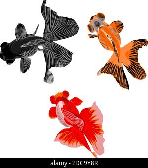 Vecteur de poisson rouge sur fond blanc Illustration de Vecteur