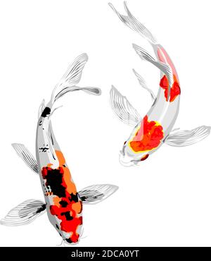 vecteur d'un couple de carpes japonais koi poisson Illustration de Vecteur