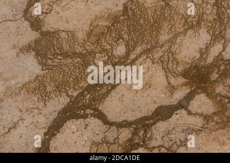 Tapis de bactéries et d'algues dans l'eau chaude du bassin inférieur de Geyser dans le parc national de Yellowstone, Wyoming, États-Unis. Banque D'Images