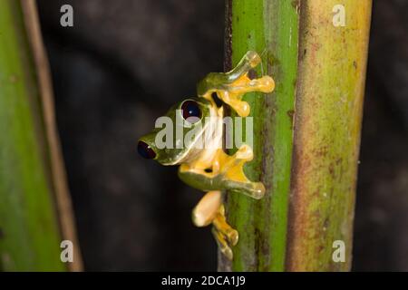 Une grenouille à feuilles en parachute ou volantes, Agalychnis spurelli, sur une héliconie au Costa Rica. Il est originaire du Costa Rica, du Panama, de la Colombie et du Venezuela. Banque D'Images