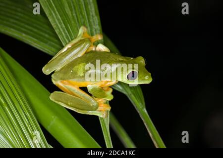 Une grenouille à feuilles en parachute ou volantes, Agalychnis spurelli, sur une héliconie au Costa Rica. Il est originaire du Costa Rica, du Panama, de la Colombie et du Venezuela. Banque D'Images