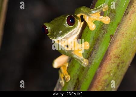 Une grenouille à feuilles en parachute ou volantes, Agalychnis spurelli, sur une héliconie au Costa Rica. Il est originaire du Costa Rica, du Panama, de la Colombie et du Venezuela. Banque D'Images