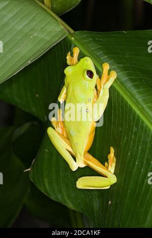 Une grenouille à feuilles en parachute ou volantes, Agalychnis spurelli, sur une héliconie au Costa Rica. Il est originaire du Costa Rica, du Panama, de la Colombie et du Venezuela. Banque D'Images