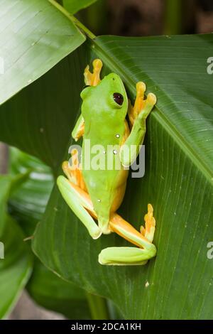 Une grenouille à feuilles en parachute ou volantes, Agalychnis spurelli, sur une héliconie au Costa Rica. Il est originaire du Costa Rica, du Panama, de la Colombie et du Venezuela. Banque D'Images