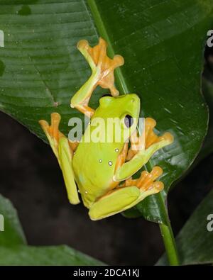 Une grenouille à feuilles en parachute ou volantes, Agalychnis spurelli, sur une héliconie au Costa Rica. Il est originaire du Costa Rica, du Panama, de la Colombie et du Venezuela. Banque D'Images