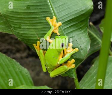 Une grenouille à feuilles en parachute ou volantes, Agalychnis spurelli, sur une héliconie au Costa Rica. Il est originaire du Costa Rica, du Panama, de la Colombie et du Venezuela. Banque D'Images