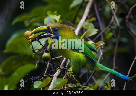 Toucanet à gorge bleue, Aulacorhynchus caeruleogularis, dans le parc national Omar Torrijos (El Cope), province de Cocle, République du Panama. Banque D'Images