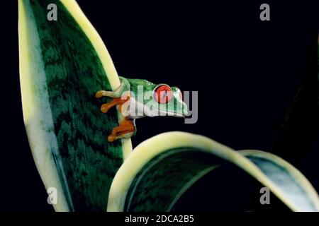 Une grenouille à yeux rouges, Agalychnis callidryas, sur une plante. Ces grenouilles sont principalement nocturnes, dormant pendant la journée. Banque D'Images