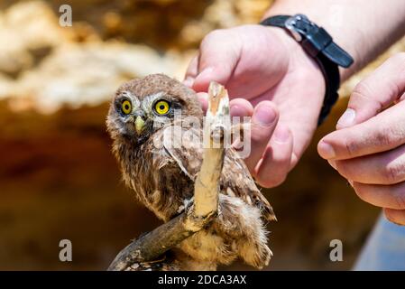 La main de l'homme touchant le petit hibou ou Athene noctua. Banque D'Images