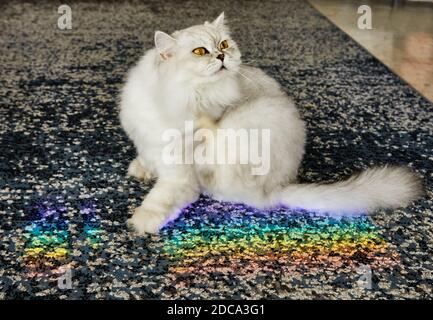 Chat féminin britannique à poil long de couleur blanche et grise avec un arc-en-ciel. Banque D'Images