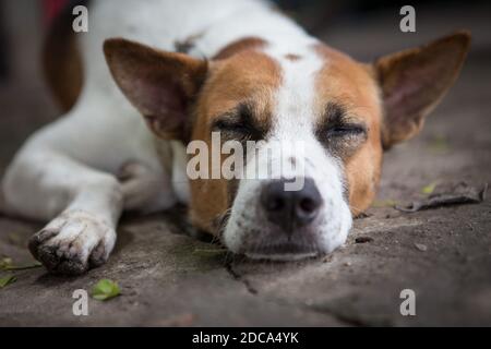 Gros plan chien endormi sur le sol Banque D'Images