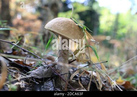 Un champignon leccinum pseudoscabrum dans la forêt Banque D'Images