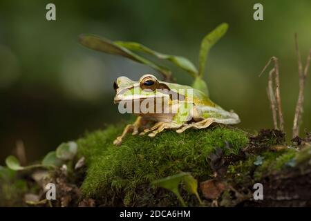 Grenouille d'arbre masquée ou Nouvelle Grenade la grenouille d'arbre à bandes croisées vit dans des forêts tropicales humides du Nicaragua à la Colombie. Photographié au Costa Rica. Banque D'Images