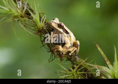 Grenouille d'arbre masquée ou Nouvelle Grenade la grenouille d'arbre à bandes croisées vit dans des forêts tropicales humides du Nicaragua à la Colombie. Photographié au Costa Rica. Banque D'Images