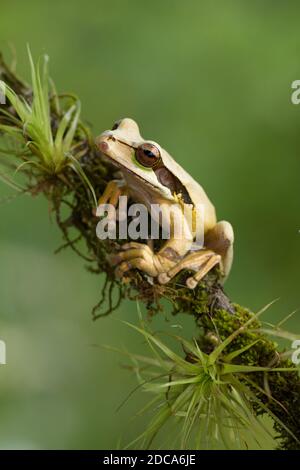 Grenouille d'arbre masquée ou Nouvelle Grenade la grenouille d'arbre à bandes croisées vit dans des forêts tropicales humides du Nicaragua à la Colombie. Photographié au Costa Rica. Banque D'Images