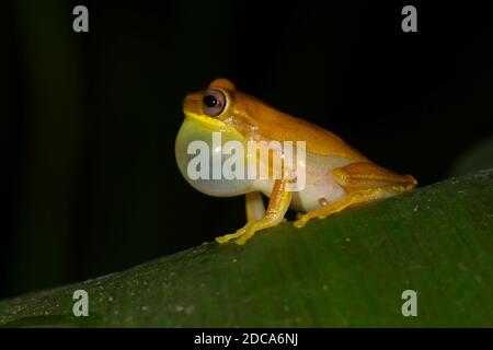 Une petite grenouille à tête masculine faisant appel à une feuille dans la forêt tropicale des basses terres du Pacifique, au Costa Rica. Banque D'Images