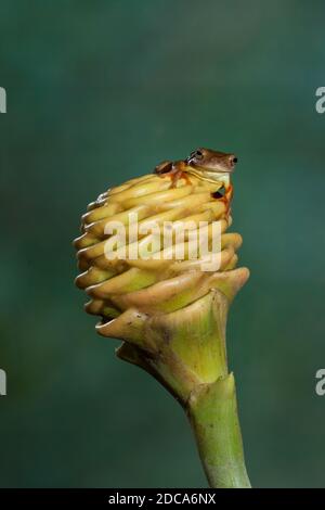 Une petite grenouille à tête ou une grenouille jaune d'arbre de cricket sur une usine de Shampooing Ginger au Costa Rica. Banque D'Images