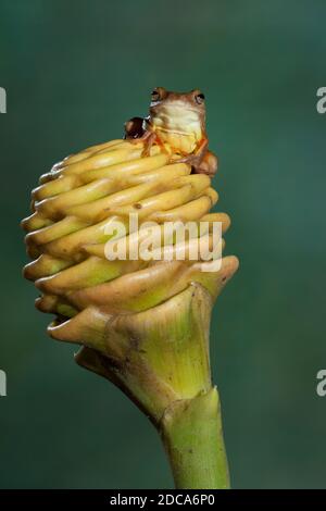 Une petite grenouille à tête ou une grenouille jaune d'arbre de cricket sur une usine de Shampooing Ginger au Costa Rica. Banque D'Images