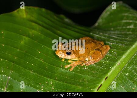 Grenouille d'arbre loquace ou acajou Treefrog, Tlalocohyla loquax, sur une feuille au Costa Rica. Banque D'Images