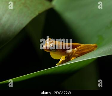 Une petite grenouille à tête masculine faisant appel à une feuille dans la forêt tropicale des basses terres du Pacifique, au Costa Rica. Banque D'Images