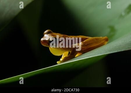 Une petite grenouille à tête masculine faisant appel à une feuille dans la forêt tropicale des basses terres du Pacifique, au Costa Rica. Banque D'Images