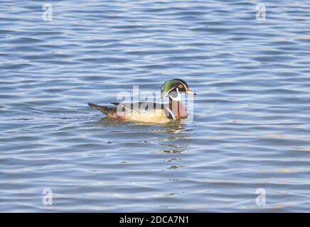 deuxième prise de canard de bois au parc du lac de montagne rocheux Banque D'Images