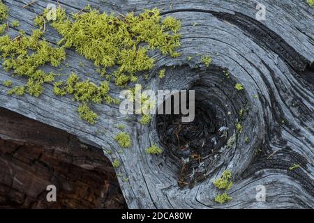 Le lichen des loups, un lichen filamenteux, pousse généralement sur l'écorce des conifères vivants et morts dans le parc national de Yellowstone, Wyoming, États-Unis. Banque D'Images