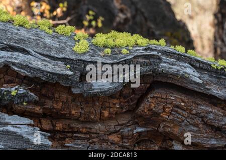 Le lichen des loups, un lichen filamenteux, pousse généralement sur l'écorce des conifères vivants et morts dans le parc national de Yellowstone, Wyoming, États-Unis. Banque D'Images