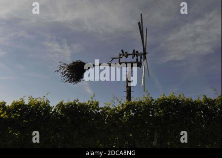 klopotec, écarteur d'oiseaux dans un vignoble autrichien, un jour d'été nuageux, au sud de la styrie Banque D'Images