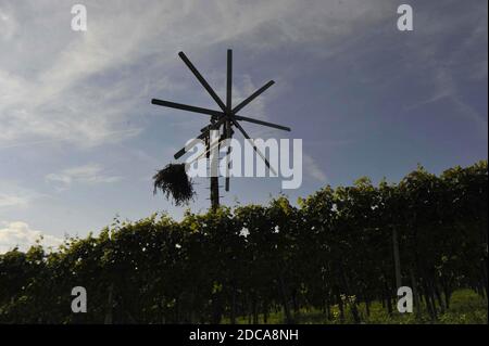 klopotec, écarteur d'oiseaux dans un vignoble autrichien, un jour d'été nuageux, au sud de la styrie Banque D'Images