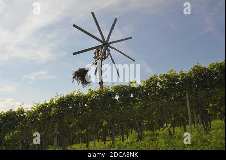 klopotec, écarteur d'oiseaux dans un vignoble autrichien, un jour d'été nuageux, au sud de la styrie Banque D'Images