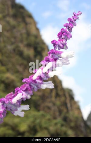 Sauge de Bush mexicain - Salvia leucantha - plante pourpre et blanche à fourrure, Aguas Calientes, Pérou Banque D'Images