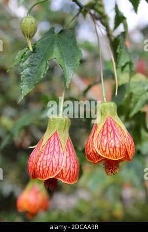 Red Vein Indian Mallow Abutilon pictum Banque D'Images