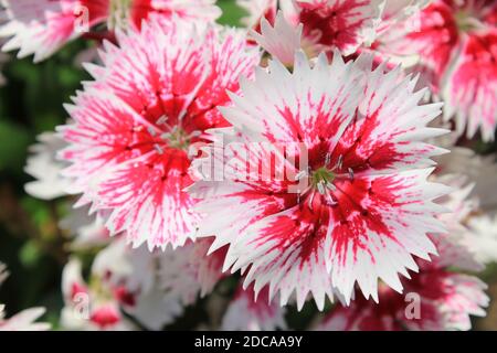 Fleurs de Dianthus blanc et rouge avec bordure dentelée aux pétales, Pérou Banque D'Images