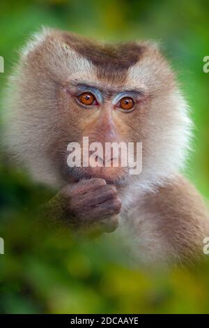 Macaque à queue de cochon du sud Macaca nemestrina Banque D'Images