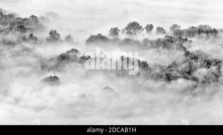 Vue aérienne sur la forêt brumeuse au lever du soleil, photographie d'art Banque D'Images