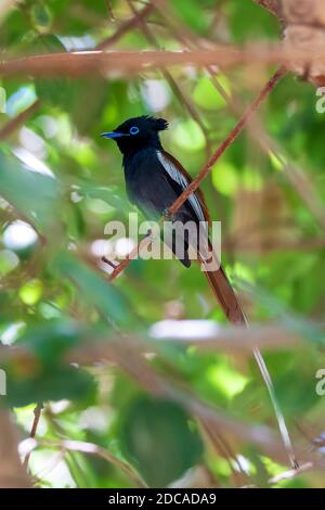 Homme de beau petit oiseau de couleur africain paradis Flycatcher (Terpsiphone viridis) perché sur une branche, dans la forêt tropicale, lac Ziway, Éthiopie Afrique Banque D'Images