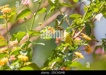 Sunbird à dos d'olive (Cinnyris jugularis), également connu sous le nom de sunbird à ventre jaune nourrit le nectar de fleur, Wondo Genet Wabe Ethiopia faune Banque D'Images